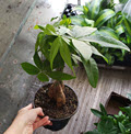 6" Pachira Money Tree Braid